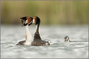 Störenfried im Anmarsch... Haubentaucher *Podiceps cristatus*