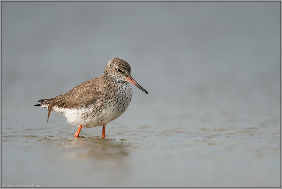 Lebensraum Wattenmeer... Rotschenkel *Tringa totanus*