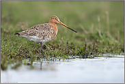 am Entwässerungsgraben... Uferschnepfe *Limosa limosa* im typischem Lebensraum