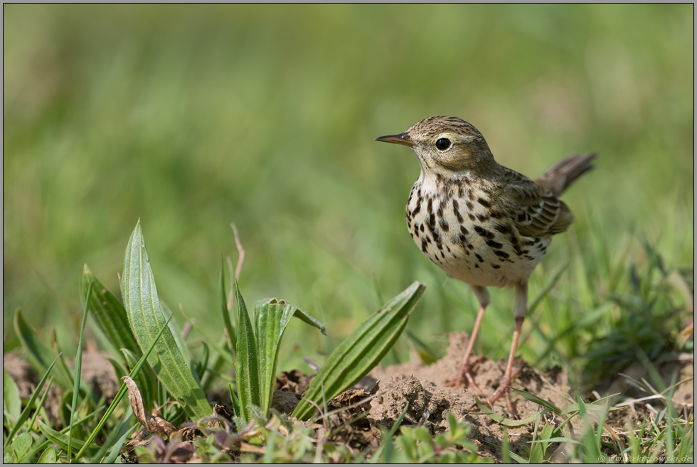 charakteristisch... Wiesenpieper *Anthus pratensis*