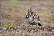 entschlossen... Wacholderdrossel *Turdus pilaris*