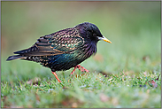 farbenfroh... Star *Sturnus vulgaris* bei der Nahrungssuche