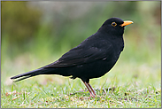 unsere häufigste Drossel... Amsel *Turdus merula*