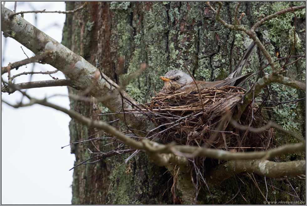 im Nest... Wacholderdrossel *Turdus pilaris* brütet in einer Astgabel