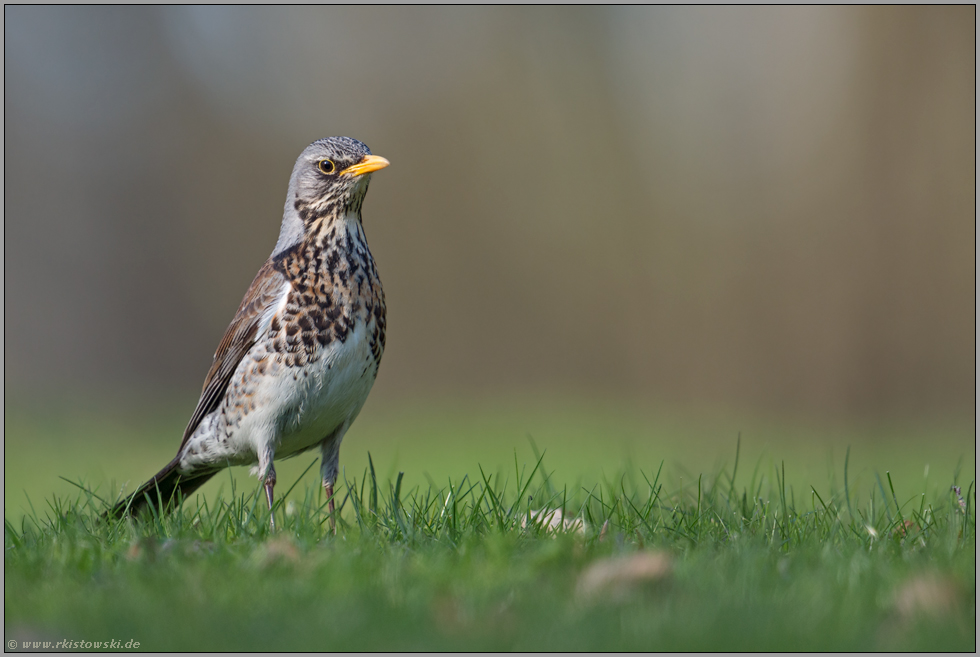 ernster Blick... Wacholderdrossel *Turdus pilaris* auf Augenhöhe