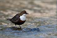 im flachen Wasser... Wasseramsel *Cinclus cinclus* in ihrem Revier