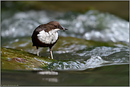 in den Fluten... Wasseramsel *Cinclus cinclus* beim Nahrungserwerb