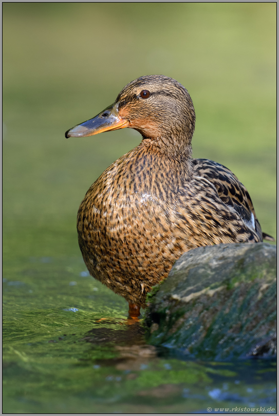 Stockentenweibchen... Stockente *Anas platyrhynchos*