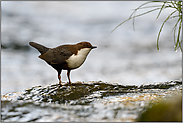 Gefahren drohen vor allem aus der Luft... Wasseramsel *Cinclus cinclus* schaut nach oben