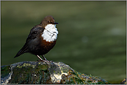 es grünt so grün... Wasseramsel *Cinclus cinclus* im Frühjahr