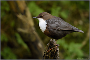 am Uferrand... Wasseramsel *Cinclus cinclus* auf Sitzwarte