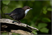 im Spiel von Licht und Schatten... Wasseramsel *Cinclus cinclus*