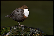 ruhend auf einem Bein... Wasseramsel *Cinclus cinclus*