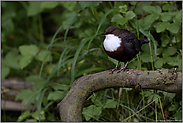 Ansitz am Flussufer... Wasseramsel *Cinclus cinclus*