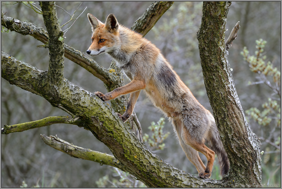 auf Ausschau... Rotfuchs *Vulpes vulpes* klettert im Baum