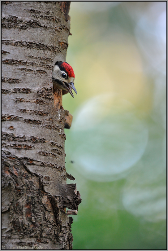 Jungvogel vor dem Ausflug... Buntspecht *Dendrocopos major*