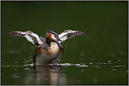 Regenschutz... Haubentaucher *Podiceps cristatus* breitet über Jungvogel schützend die Flügel aus