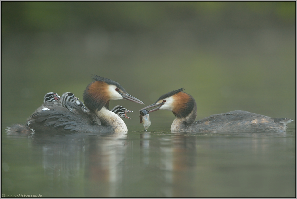 Gourmethappen... Haubentaucher *Podiceps cristatus*