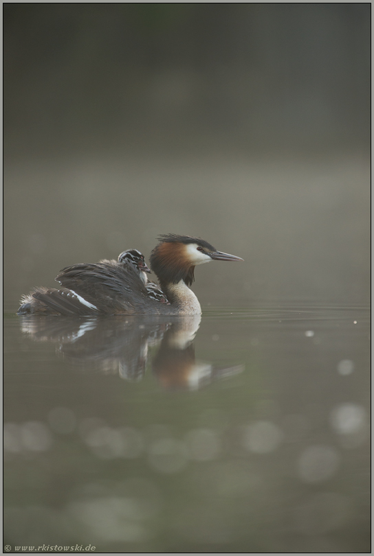 Ruhe am See... Haubentaucher *Podiceps cristatus*