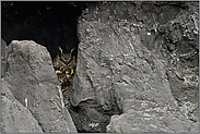 mit spitzen Ohren... Europäischer Uhu *Bubo bubo* im Braunkohlenabbruch