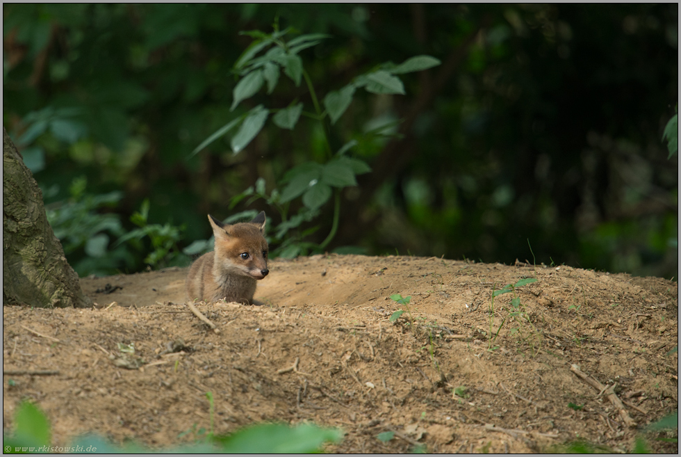 in der Dachsburg... Rotfuchs *Vulpes vulpes*