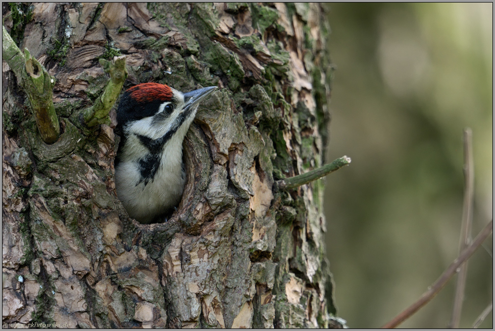 mit langem Hals... Buntspecht *Dendrocopos major*, Jungvogel schaut aus Spechthöhle