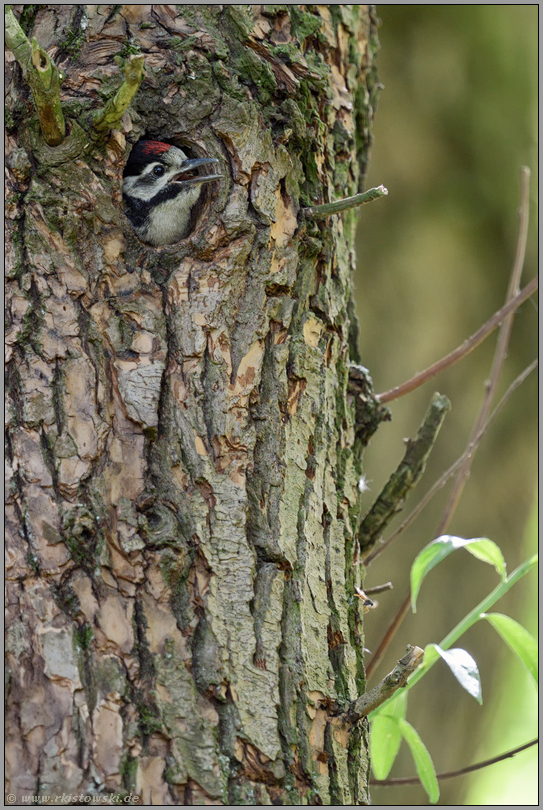 Bettelrufe im Auwald... Buntspecht *Dendrocopos major*, Jungvogel bettelt um Futter