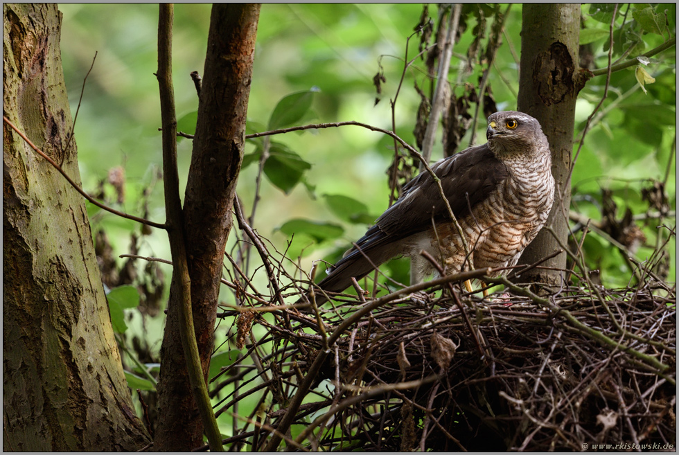 vor dem Fressen... Sperber *Accipiter nisus*, Weibchen sichert die Umgebung ihres Horstes