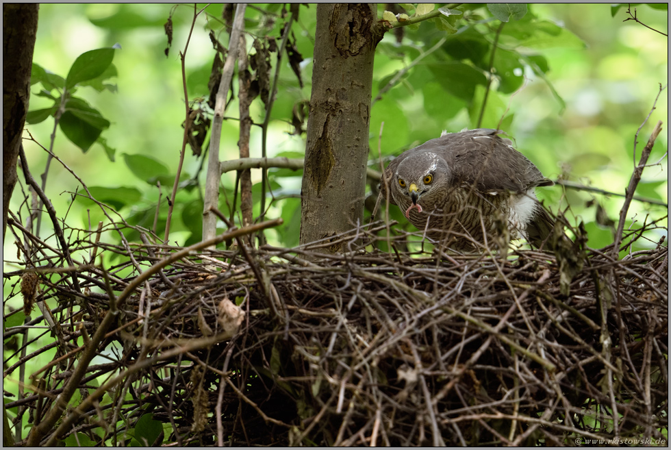 verborgene Schätze... Sperber *Accipiter nisus* füttert den Nachwuchs