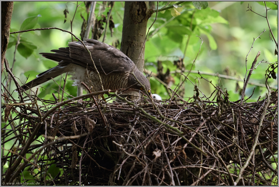 Greifvogelfütterung... Sperber *Accipiter nisus*, Weibchen füttert Jungvogel