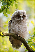 prüfender Blick... Waldohreule *Asio otus*