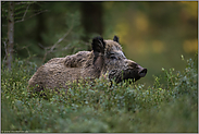 im dichten Unterholz... Wildschwein *Sus scrofa*