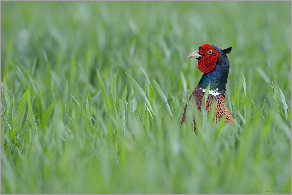 vorwitzig... Jagdfasan *Phasianus colchicus* im jungen Weizen