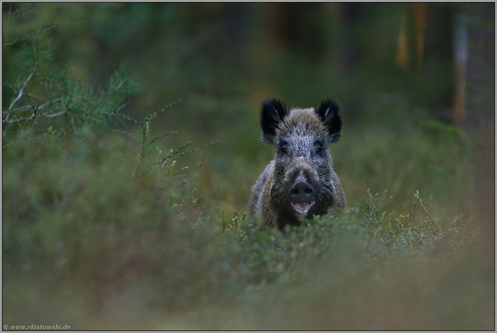 Überraschung... Wildschwein *Sus scrofa* mitten im Wald