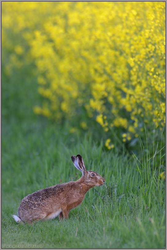 Riechtest... Feldhase *Lepus europaeus*