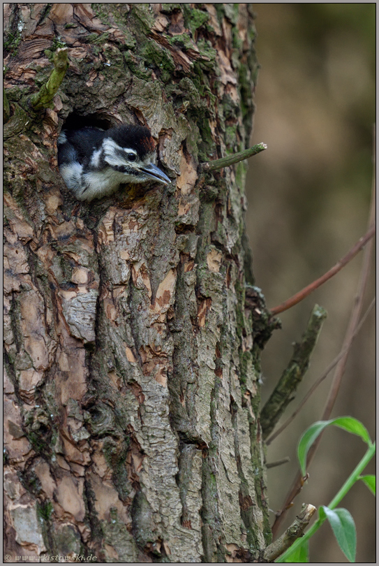 Jungspund... Buntspecht *Dendrocopos major*