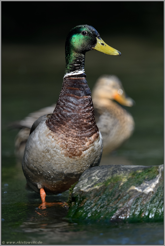 Herr und Frau... Stockente *Anas platyrhynchos*