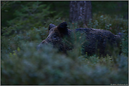 in schnellem Lauf durch's Unterholz... Wildschwein *Sus scrofa*