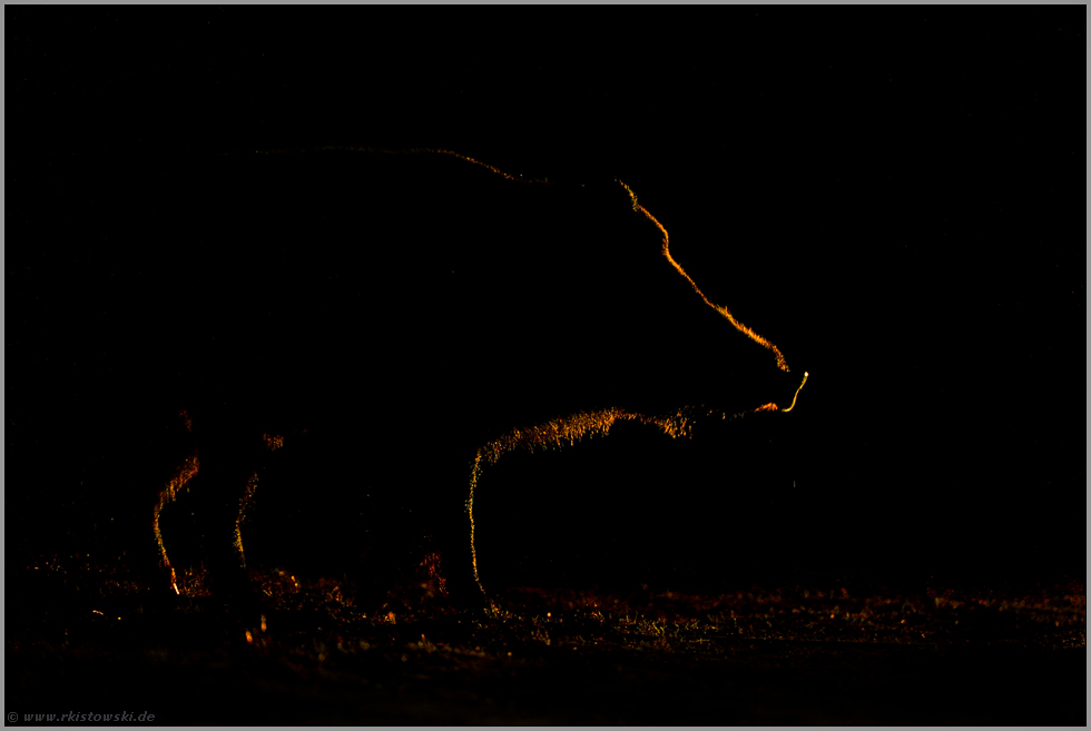 nur ein Lichtsaum am Straßenrand... Wildschwein *Sus scrofa*