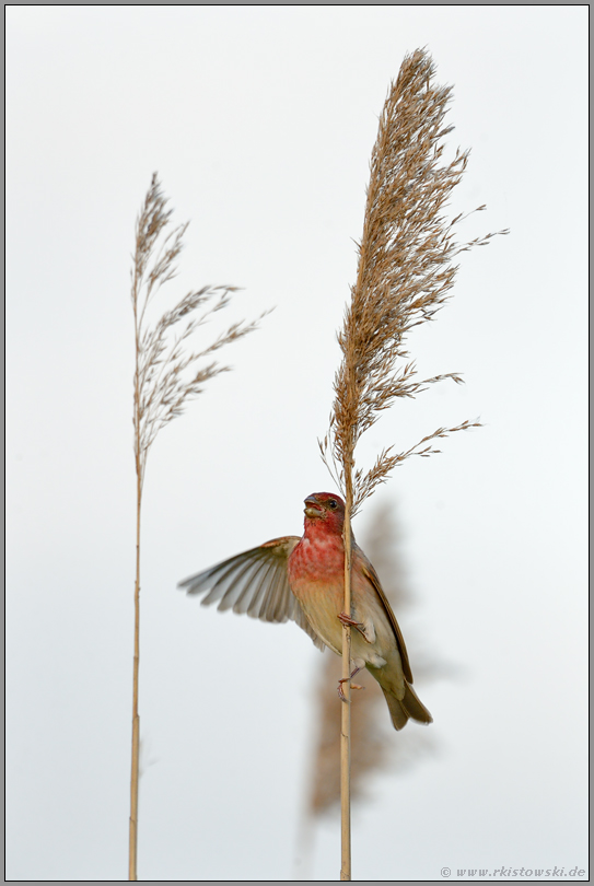 Balanceakt... Karmingimpel *Carpodacus erythrinus*