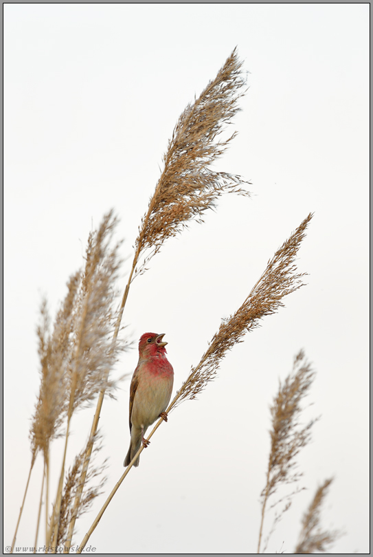 Sänger im Ried... Karmingimpel *Carpodacus erythrinus*