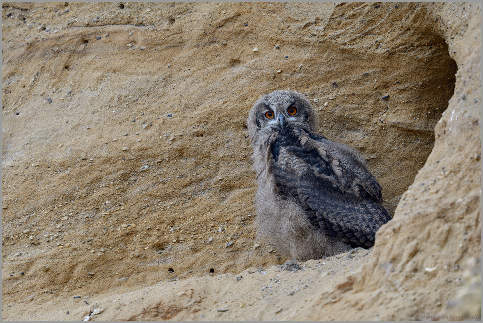 Hallo wach... Europäischer Uhu *Bubo bubo*