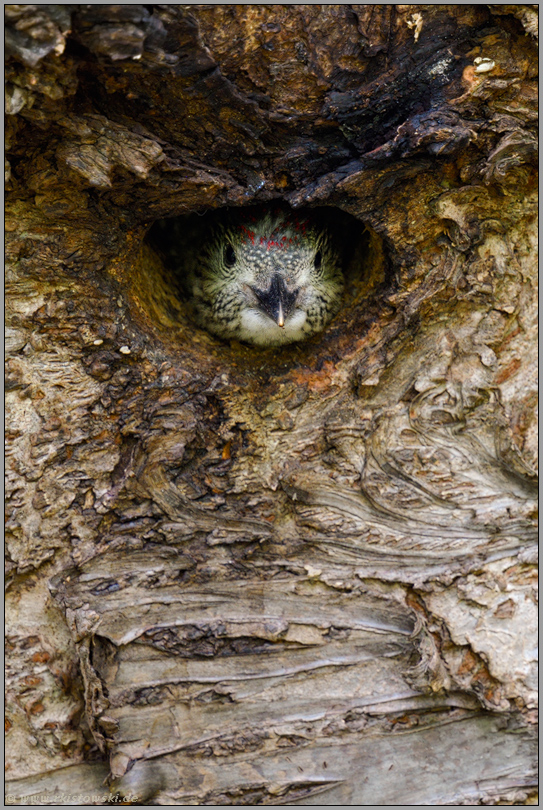 stiller Beobachter... Grünspecht *Picus viridis*