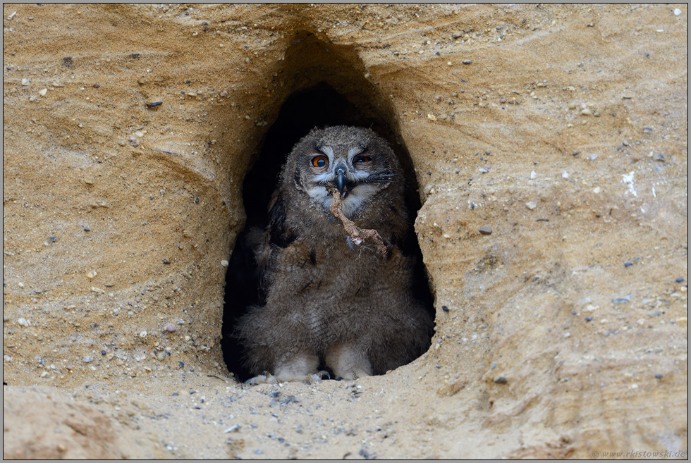 verschmitzt... Europäischer Uhu *Bubo bubo* frisst Vogelfuß