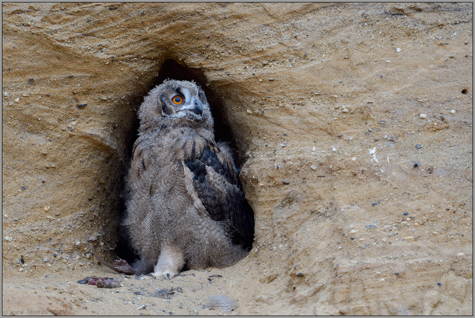 vier Füße... Europäischer Uhu *Bubo bubo*, Jungvogel