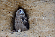 vier Füße... Europäischer Uhu *Bubo bubo*, Jungvogel