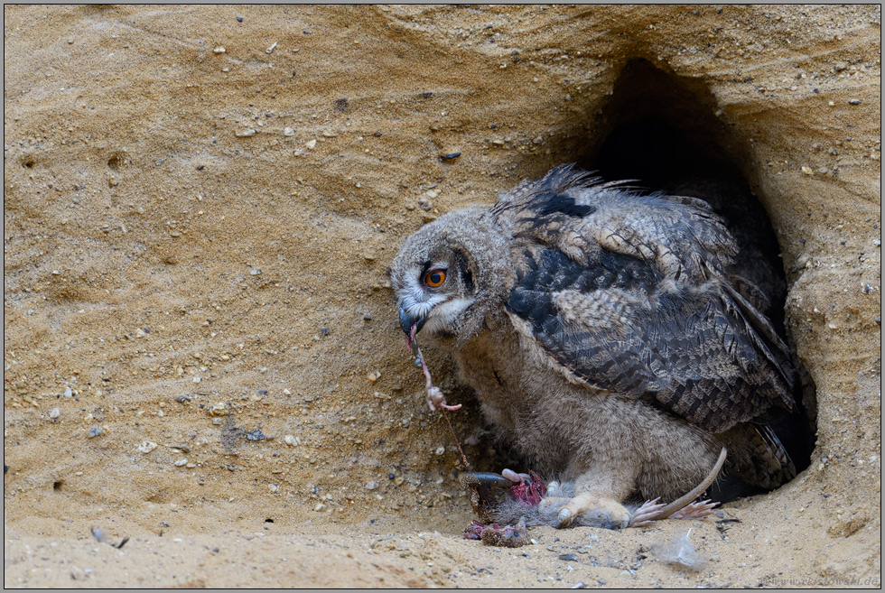 Leckerbissen... Europäischer Uhu *Bubo bubo* frisst von Nutria