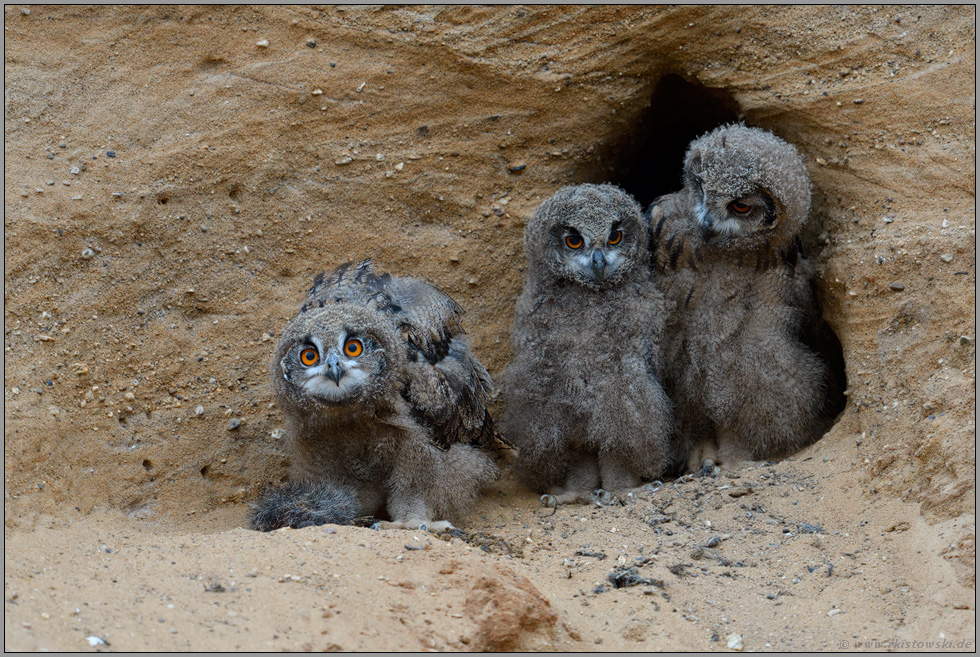 lustige Bande... Europäischer Uhu *Bubo bubo*, junge Eulen