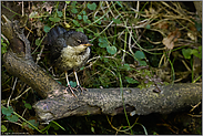 wartend... Wasseramsel *Cinclus cinclus*, flügges Küken