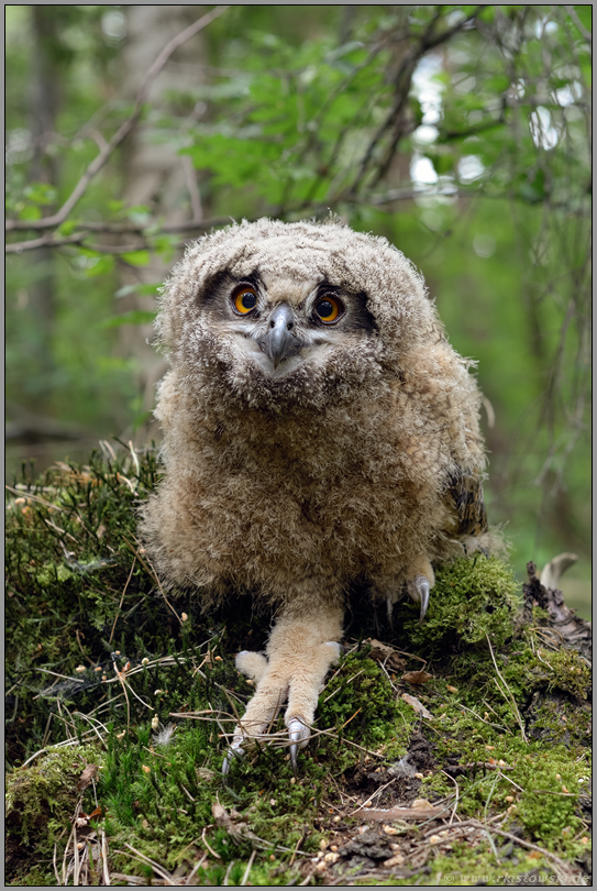 Jungvogel am Waldboden... Europäischer Uhu *Bufo bufo*